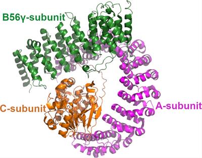 The Interaction Mechanism of Intrinsically Disordered PP2A Inhibitor Proteins ARPP-16 and ARPP-19 With PP2A